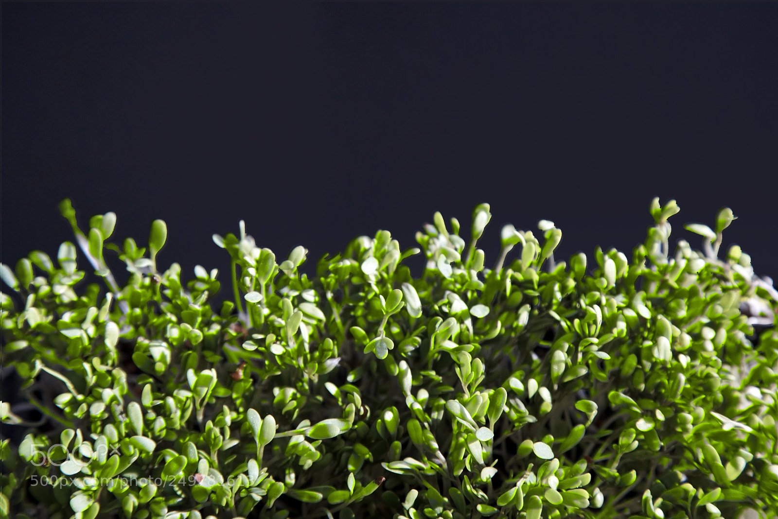 Sony a7R sample photo. Close up of a photography