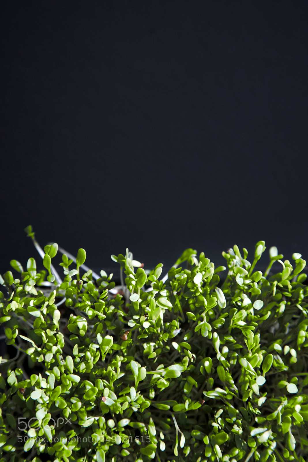 Sony a7R sample photo. Close up of a photography