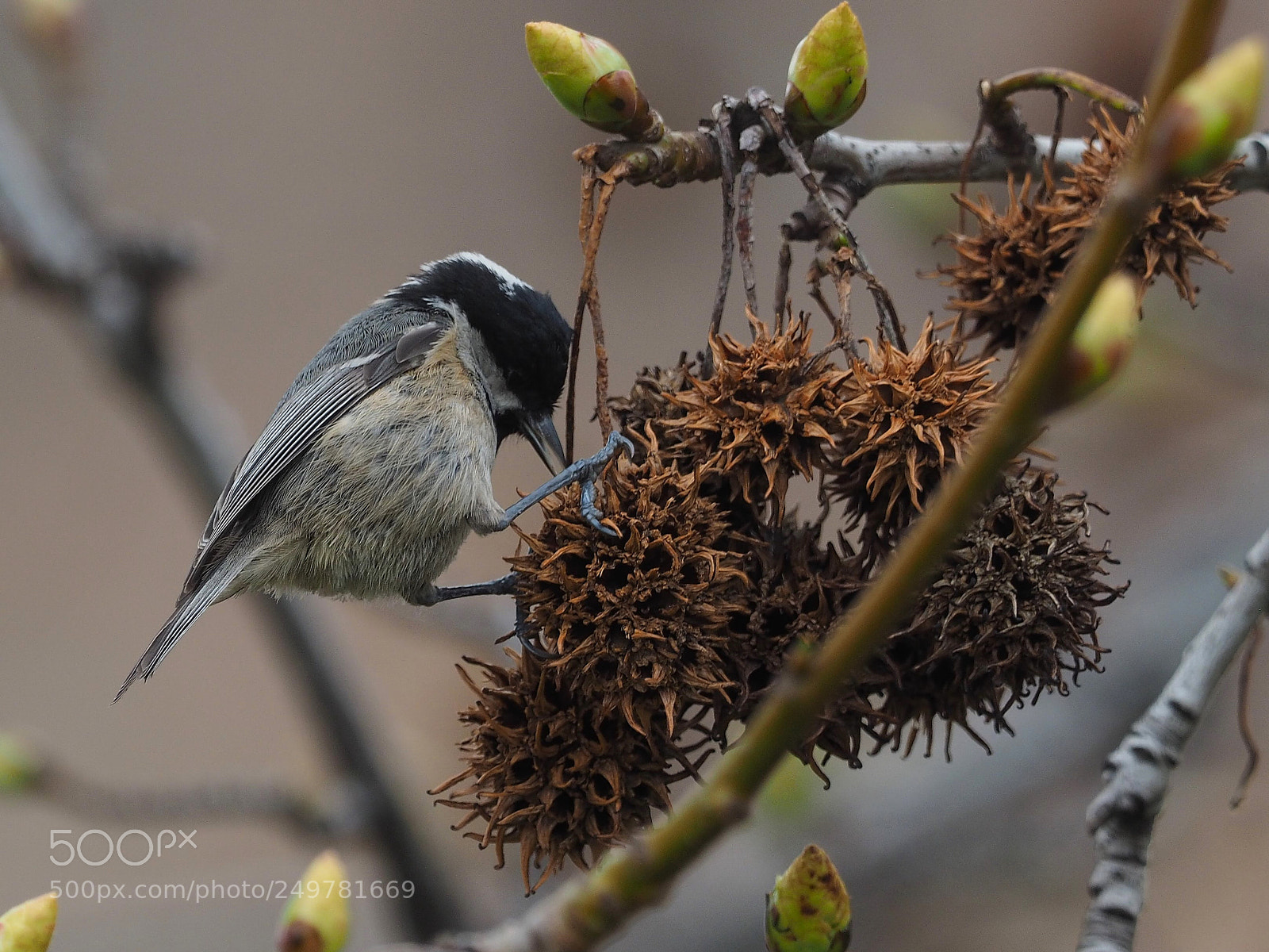 Olympus OM-D E-M1 sample photo. Carbonero garrapinos (periparus ater) photography