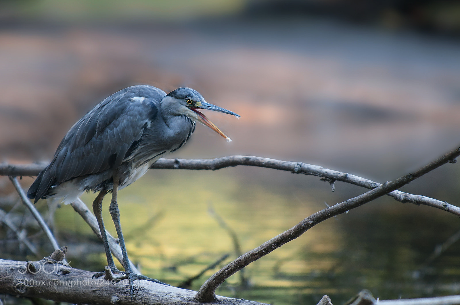 Nikon D300 sample photo. Heron photography