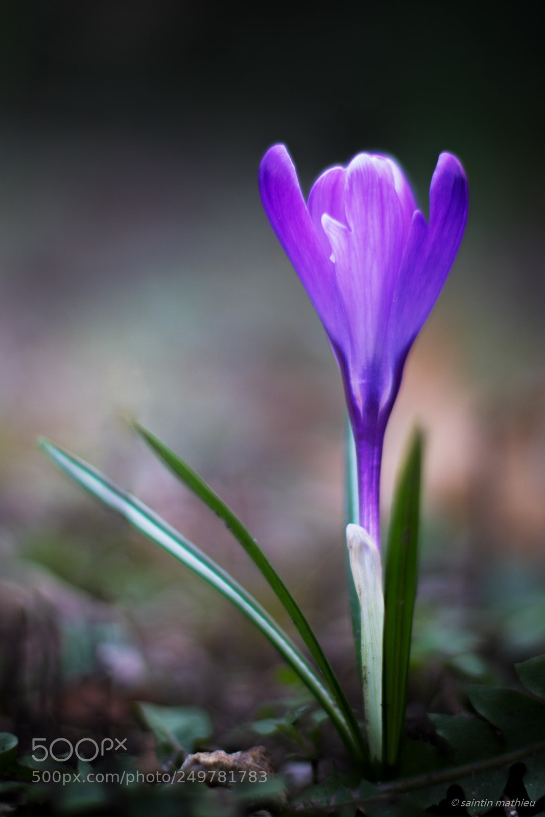 Canon EOS 7D Mark II sample photo. Crocus 7 photography