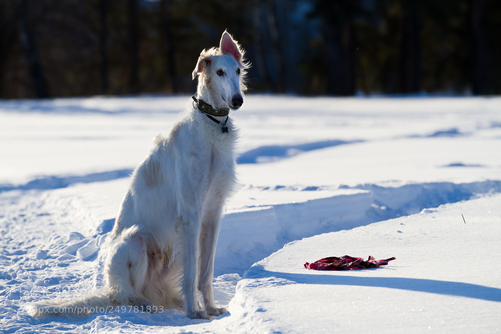 Canon EOS 7D sample photo. Moroz photography