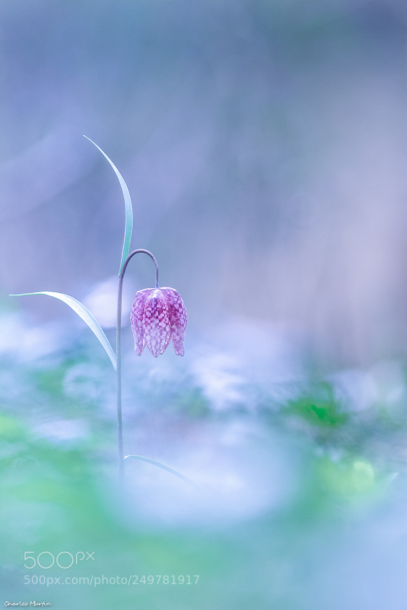 Canon EOS 7D sample photo. Fritillaire pintade (fritillaria meleagris) photography