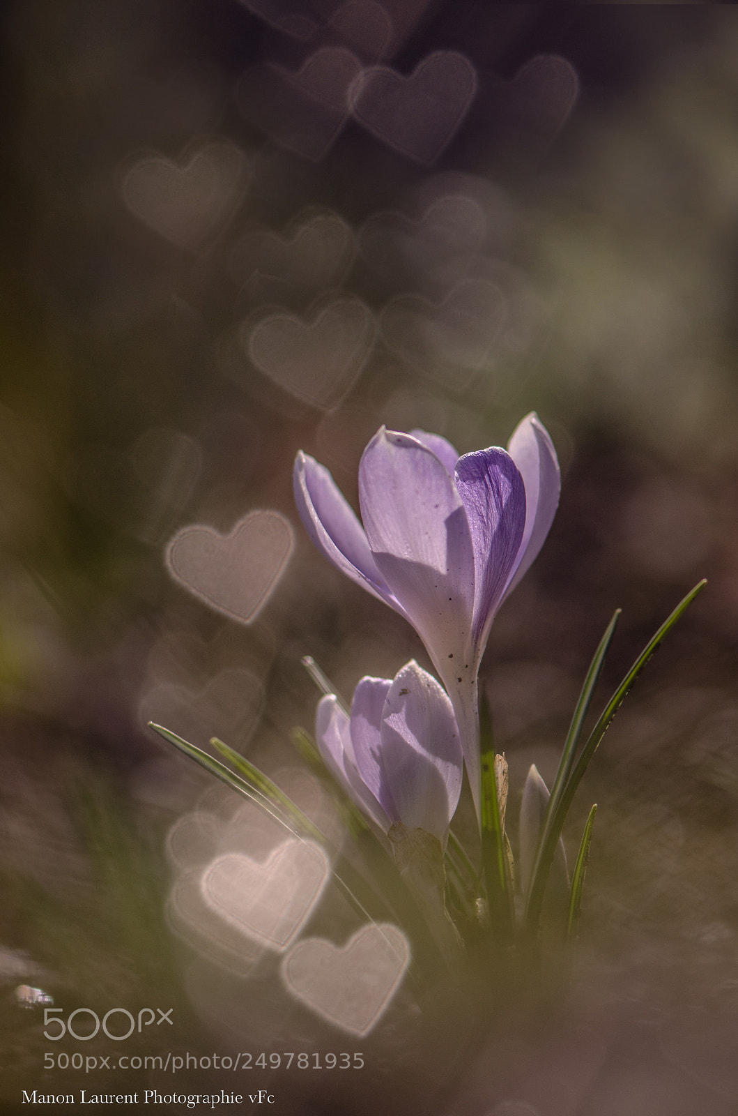 Nikon D7000 sample photo. Crocus photography