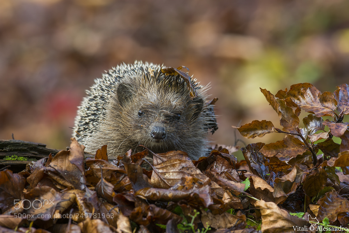 Nikon D7100 sample photo. Riccio photography