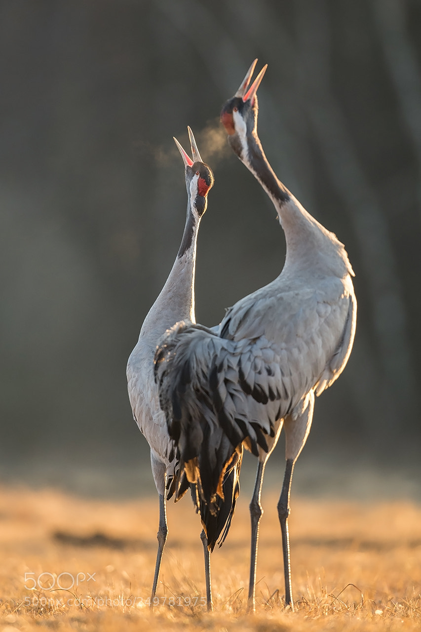 Nikon D5 sample photo. Żuraw, crane, grus grus photography