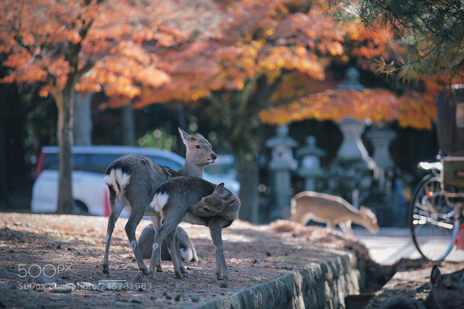 Canon EOS 5D Mark IV sample photo. Deer’s photography