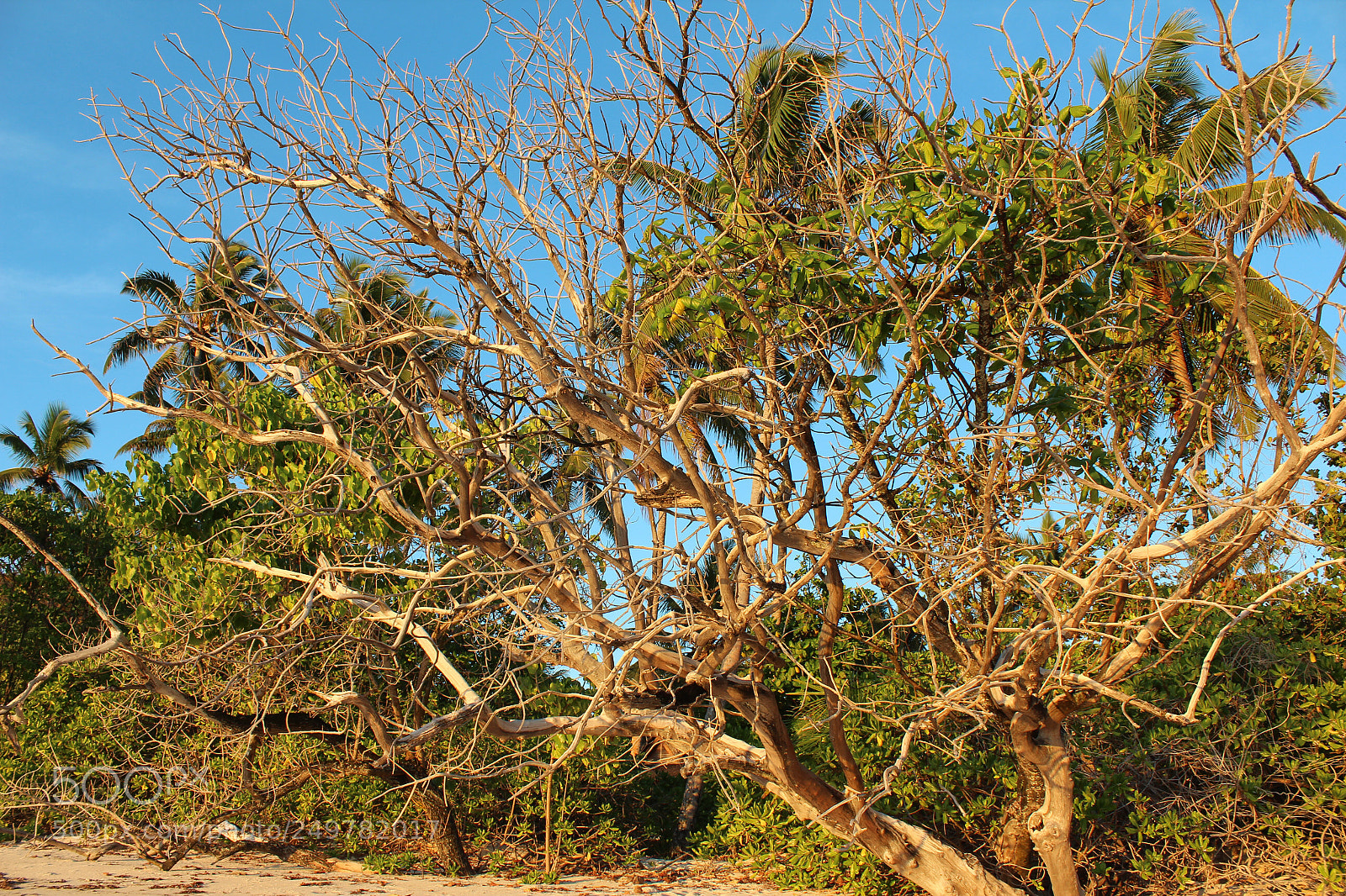 Canon EOS 600D (Rebel EOS T3i / EOS Kiss X5) sample photo. The tree photography