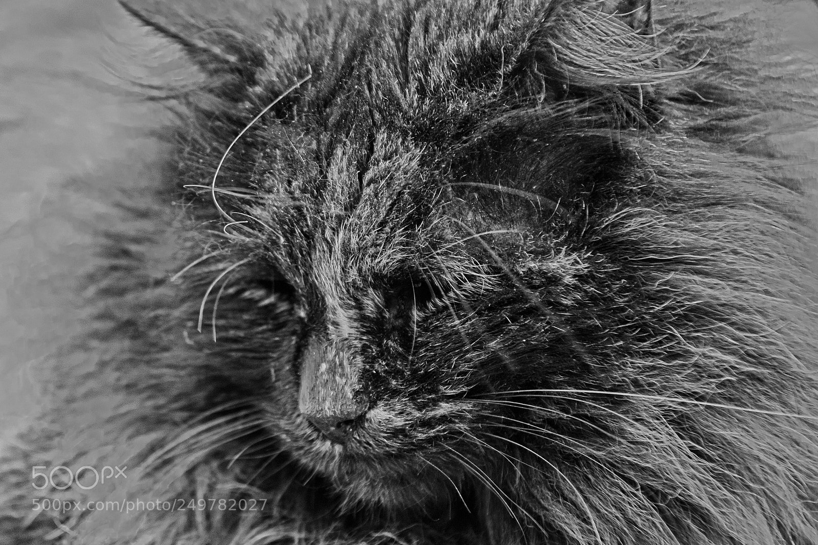 Canon EOS 80D sample photo. Cat photography