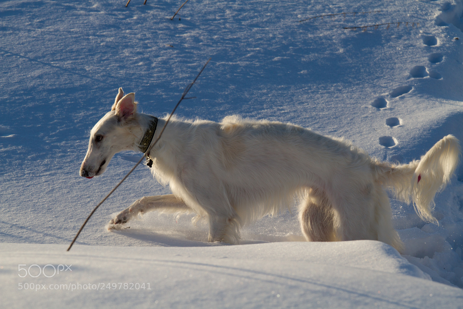 Canon EOS 7D sample photo. Moroz photography