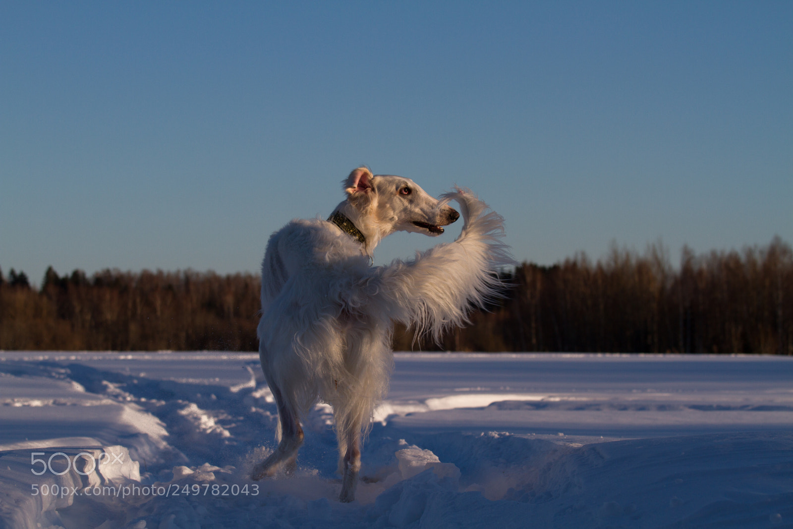 Canon EOS 7D sample photo. Moroz photography