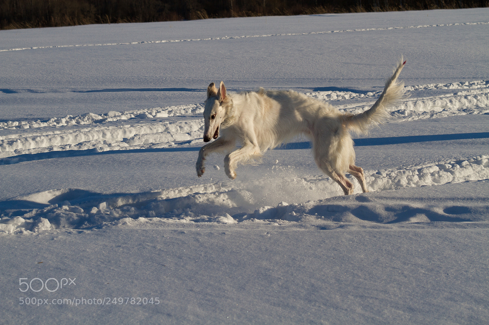 Canon EOS 7D sample photo. Moroz photography