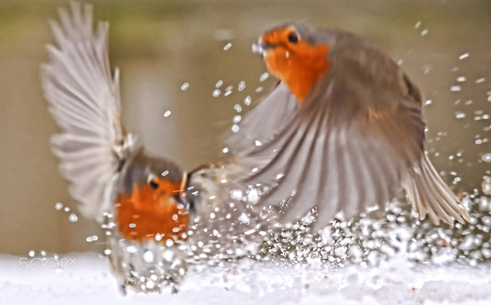 Canon EOS 77D (EOS 9000D / EOS 770D) sample photo. Robins photography