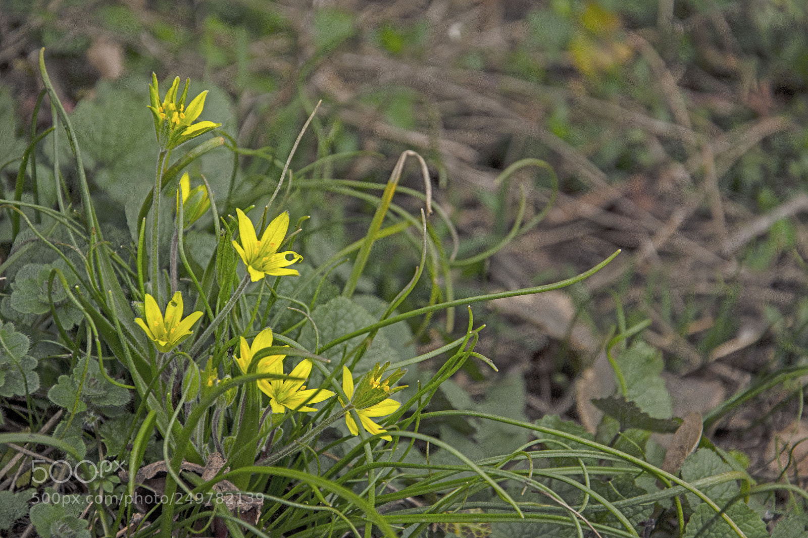 Nikon D7000 sample photo. Spring photography