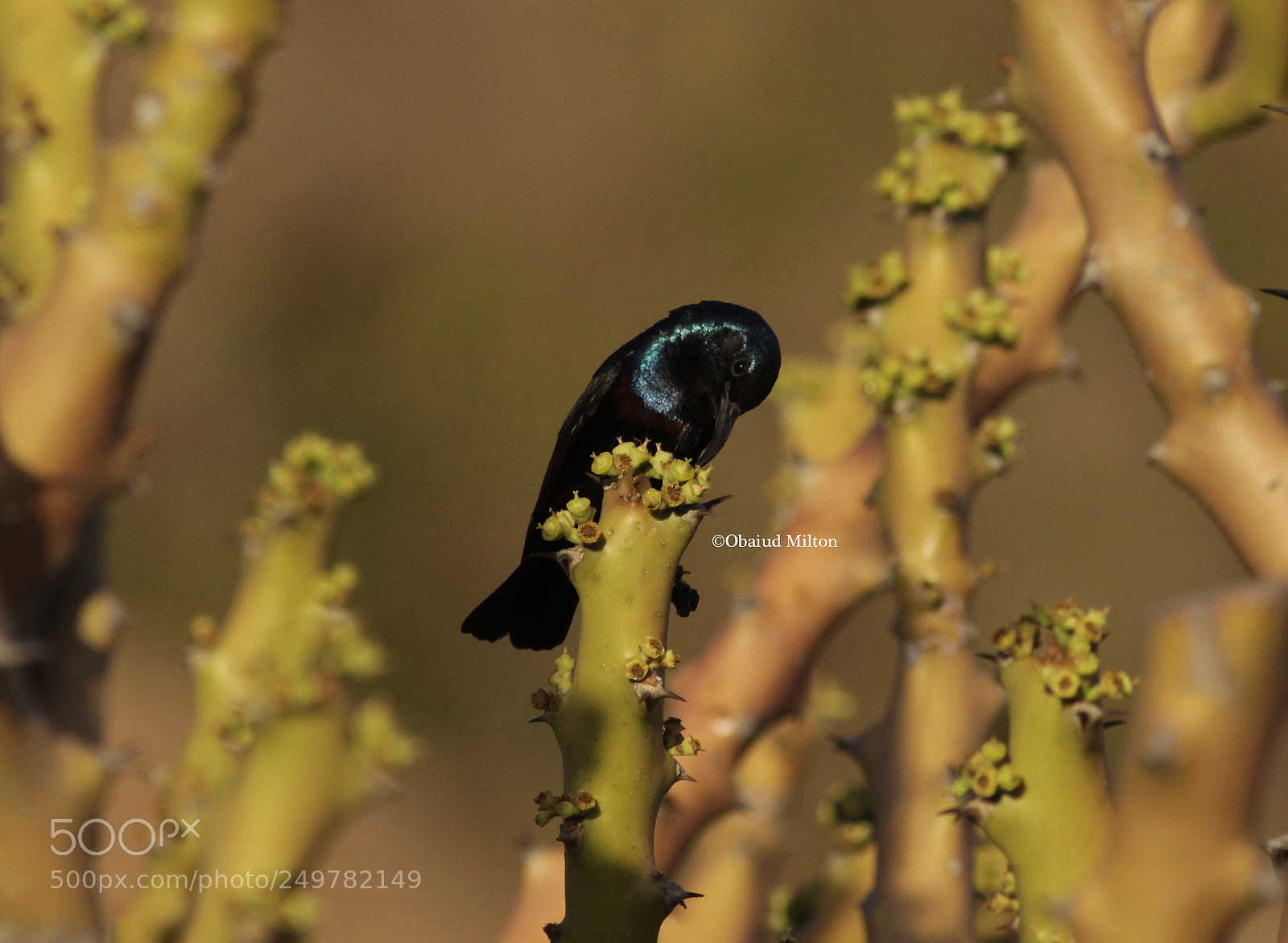 Canon EOS 700D (EOS Rebel T5i / EOS Kiss X7i) sample photo. Black is new beauty photography
