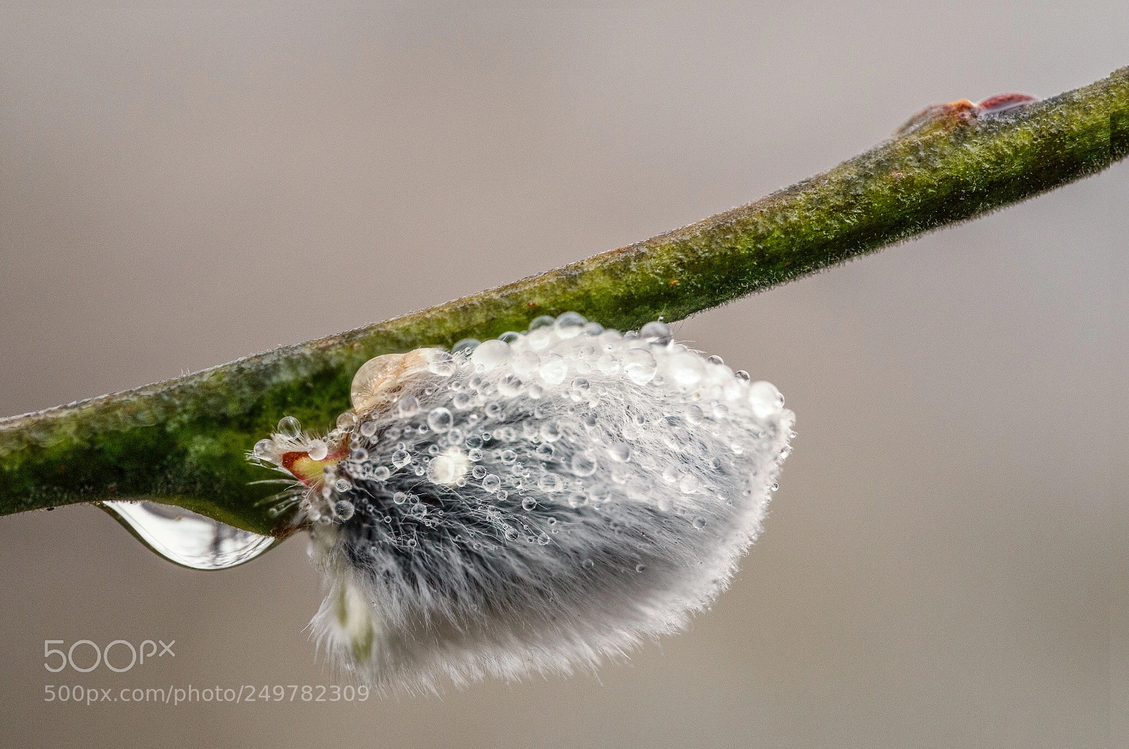Canon EOS 5D Mark IV sample photo. Catkin  photography