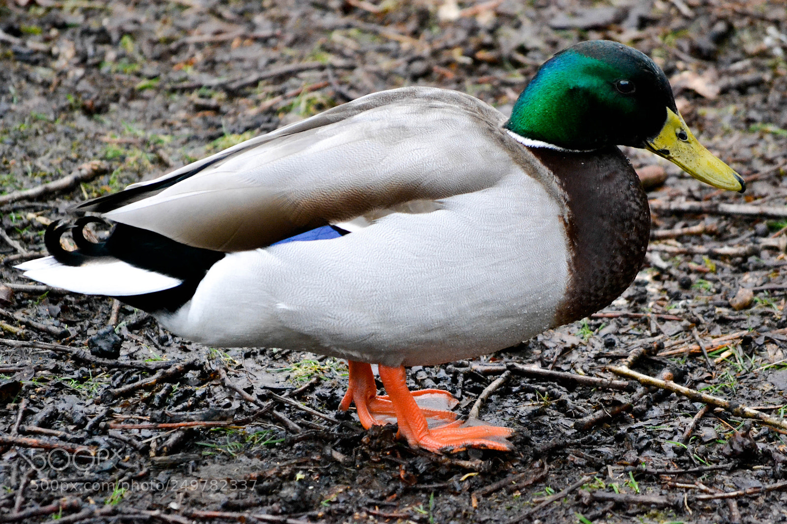 Nikon D3100 sample photo. Duck at the pond. photography