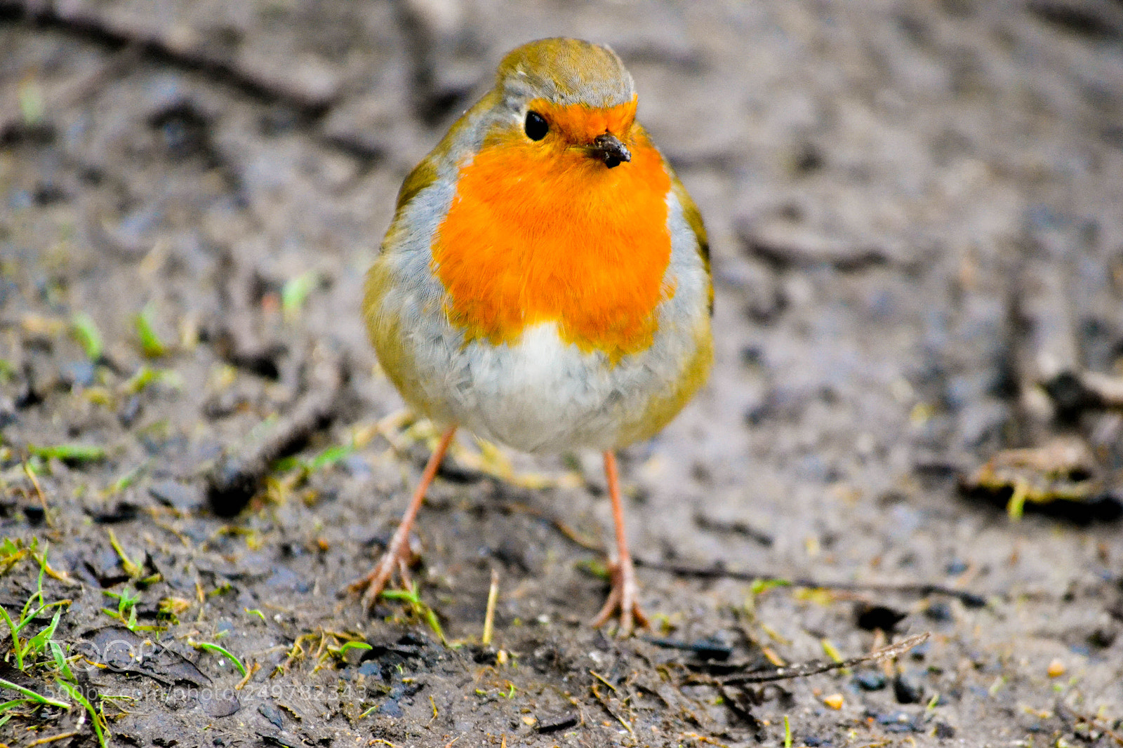 Nikon D3100 sample photo. Orange robin. photography