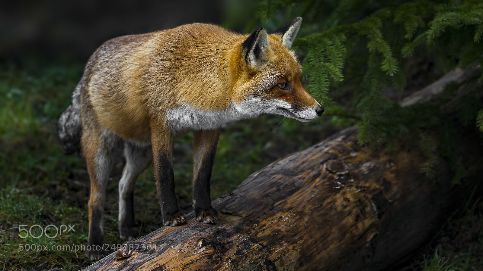 Olympus OM-D E-M1 Mark II sample photo. Red fox photography