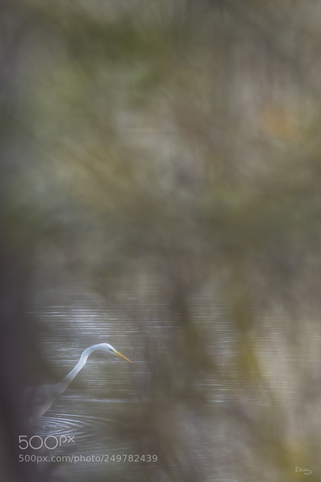 Olympus OM-D E-M1 Mark II sample photo. Great egret photography
