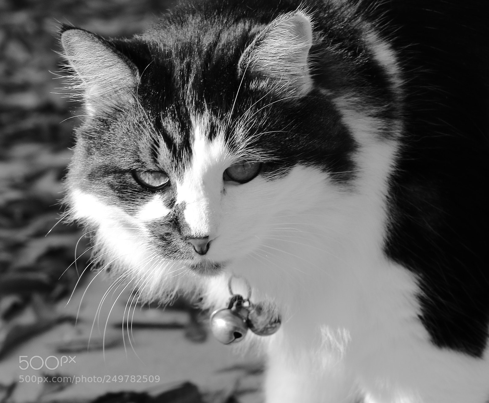 Canon EOS 700D (EOS Rebel T5i / EOS Kiss X7i) sample photo. Untitled photography