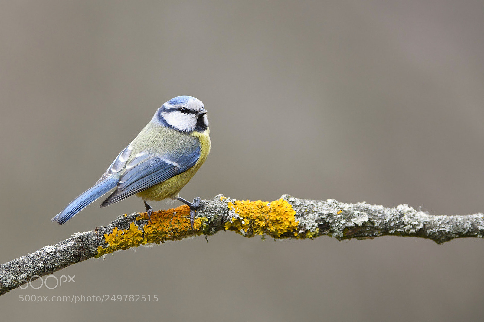 Nikon D500 sample photo. Blue tit photography