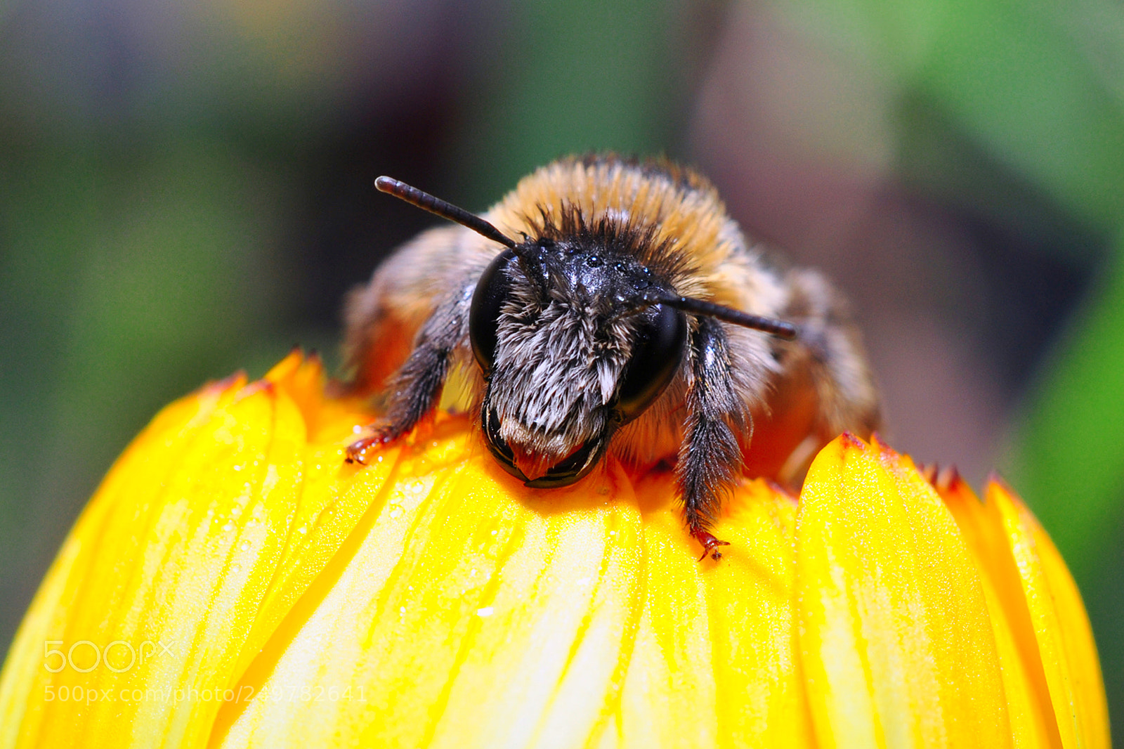 Nikon D5000 sample photo. Just a bee photography