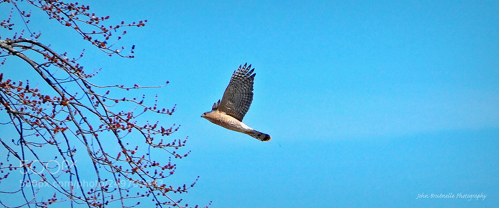 Samsung NX500 sample photo. Coopers hawk march 18 photography