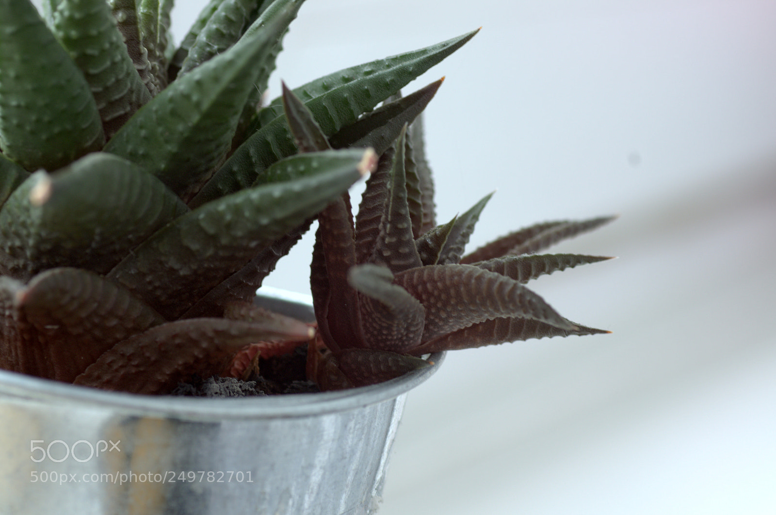 Pentax K-5 sample photo. Virág photography