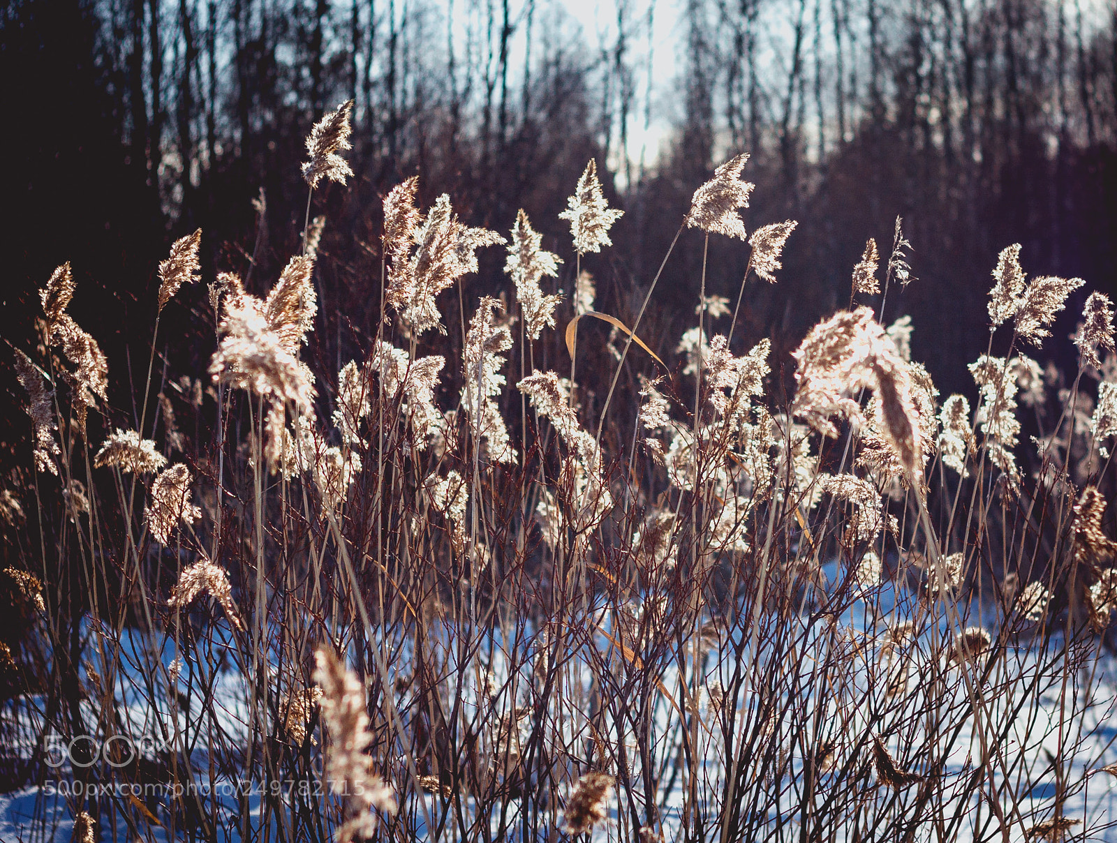 Canon EOS 450D (EOS Rebel XSi / EOS Kiss X2) sample photo. Bulrush photography