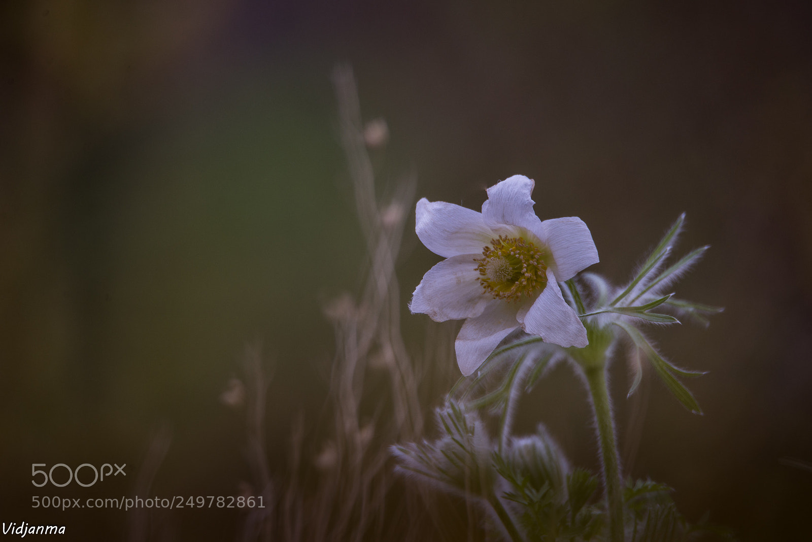 Nikon D610 sample photo. Anémone photography