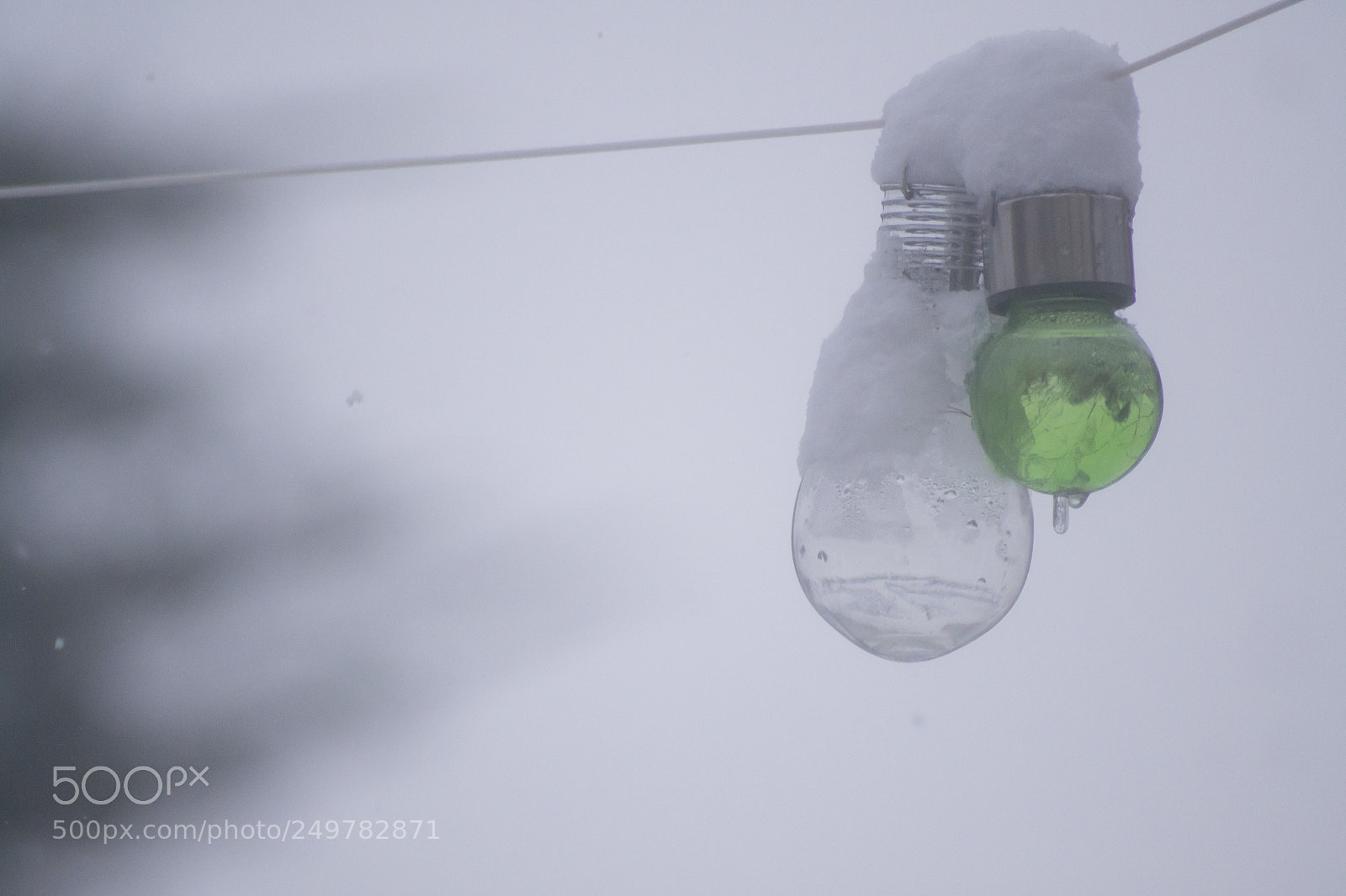 Nikon D3100 sample photo. Frozen bulbs photography