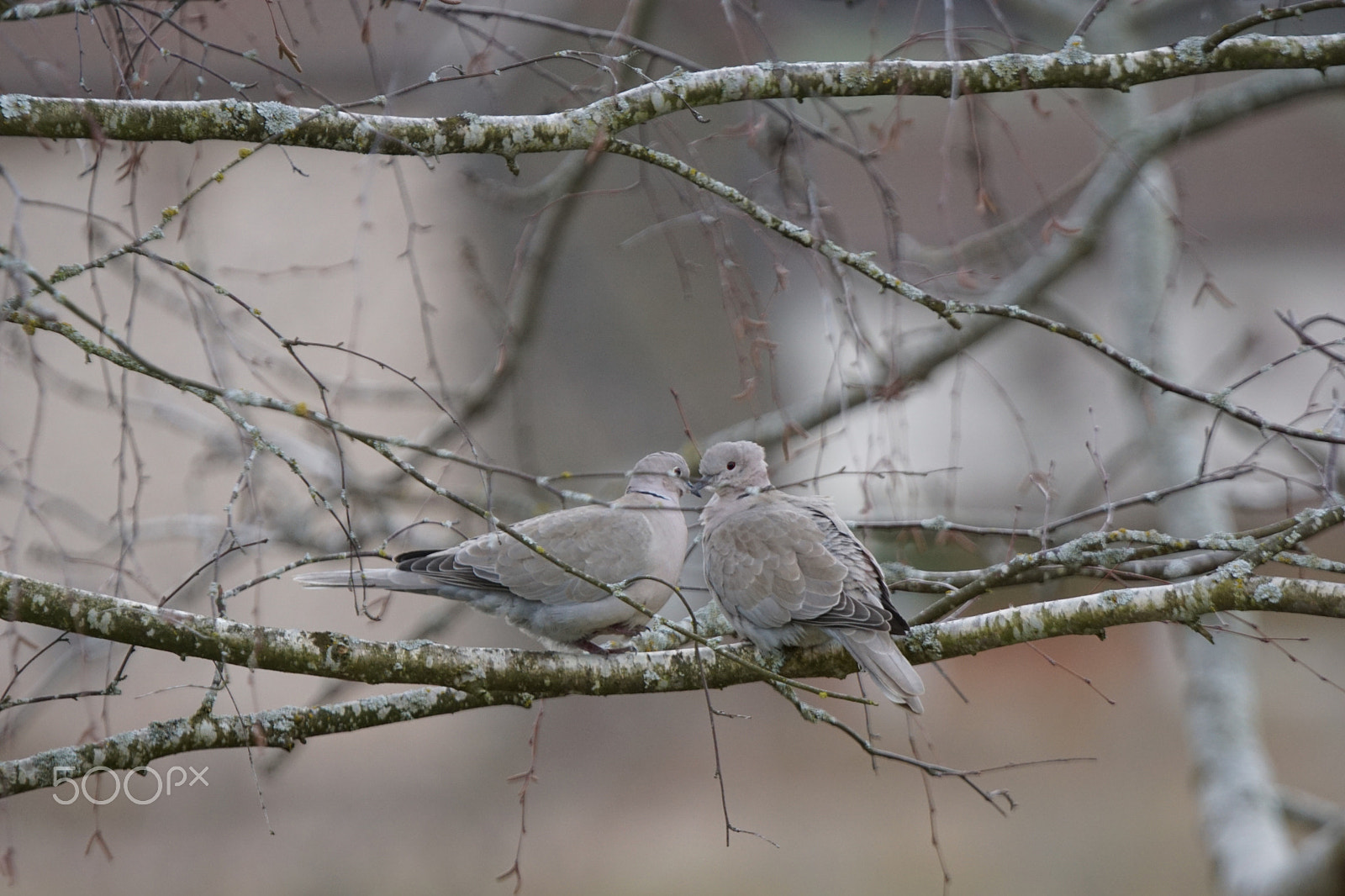 Sony 70-400mm F4-5.6 G SSM sample photo. Pour martine photography