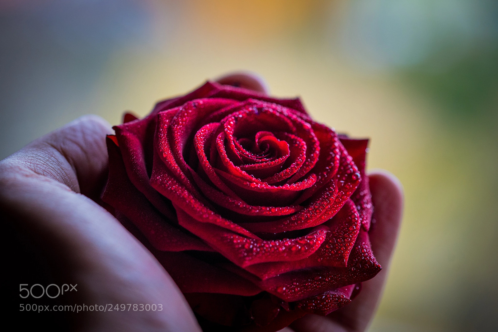 Sony a99 II sample photo. Giving love photography