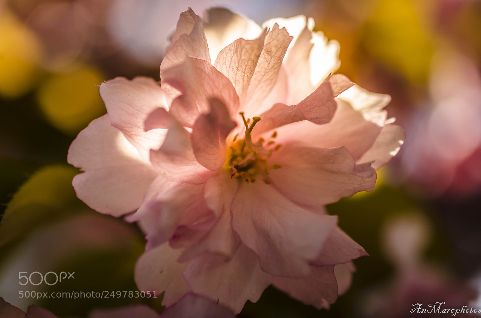 Nikon D7000 sample photo. Fleurs de printemps spring photography