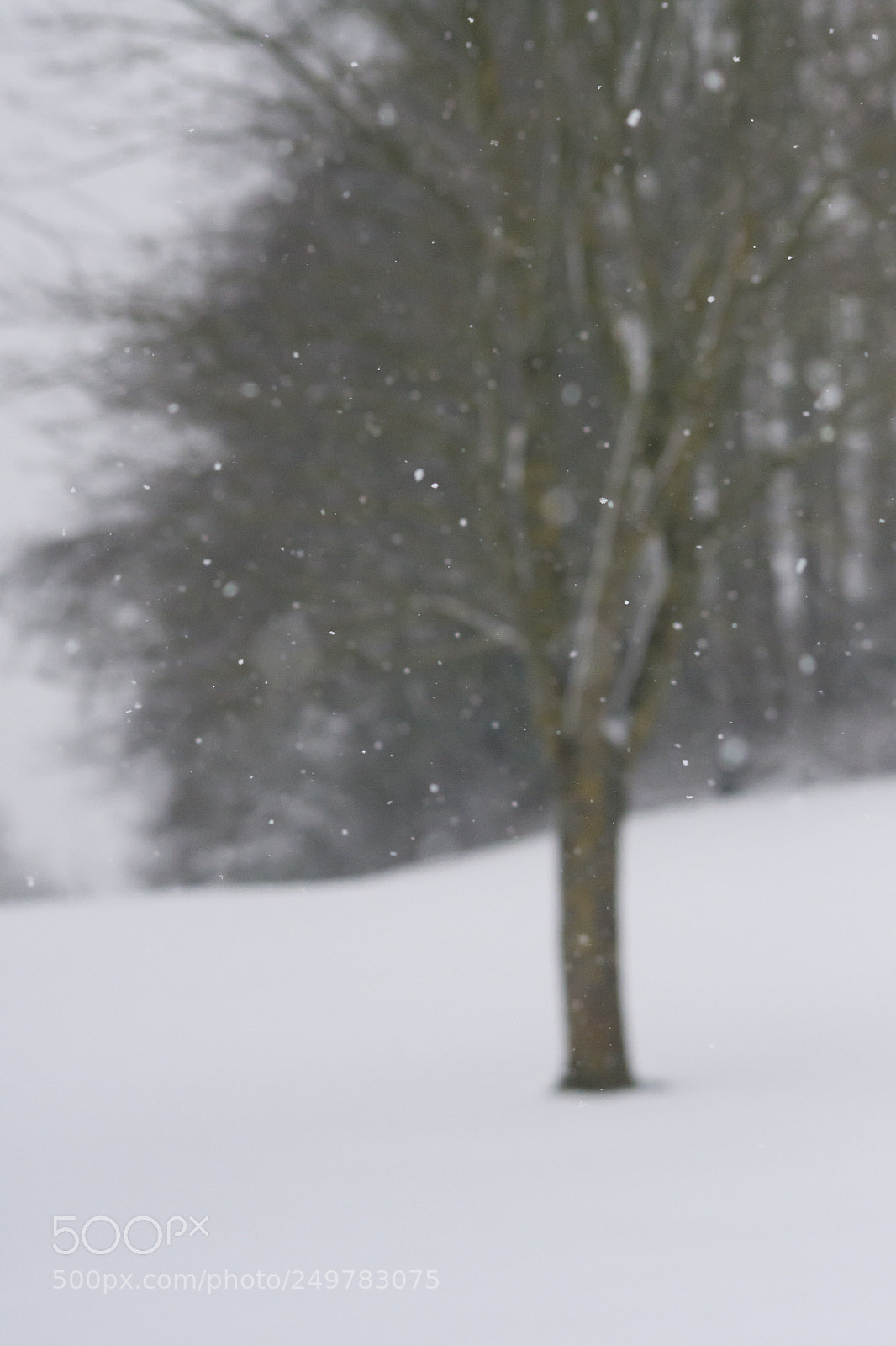 Nikon D3100 sample photo. Snow bokeh photography