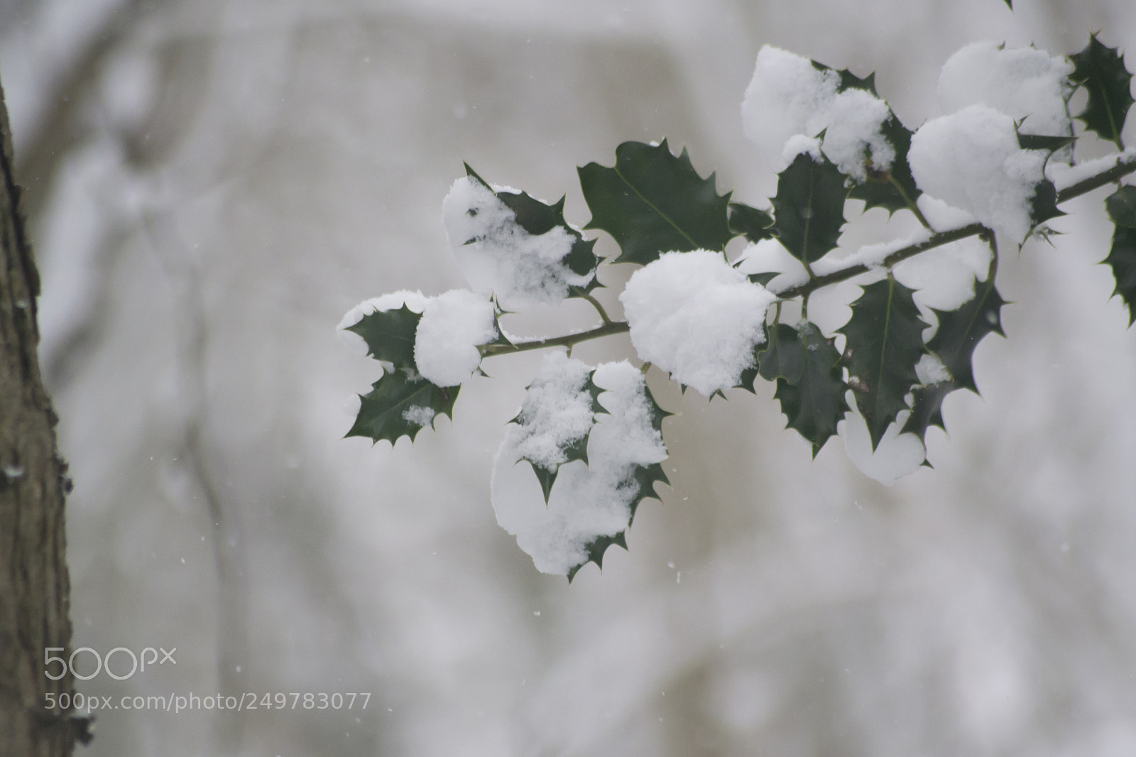 Nikon D3100 sample photo. Holly in winter photography