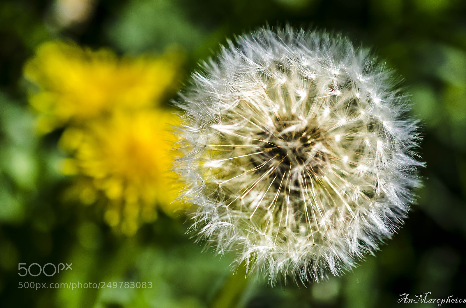 Nikon D7000 sample photo. Fleurs de printemps spring photography