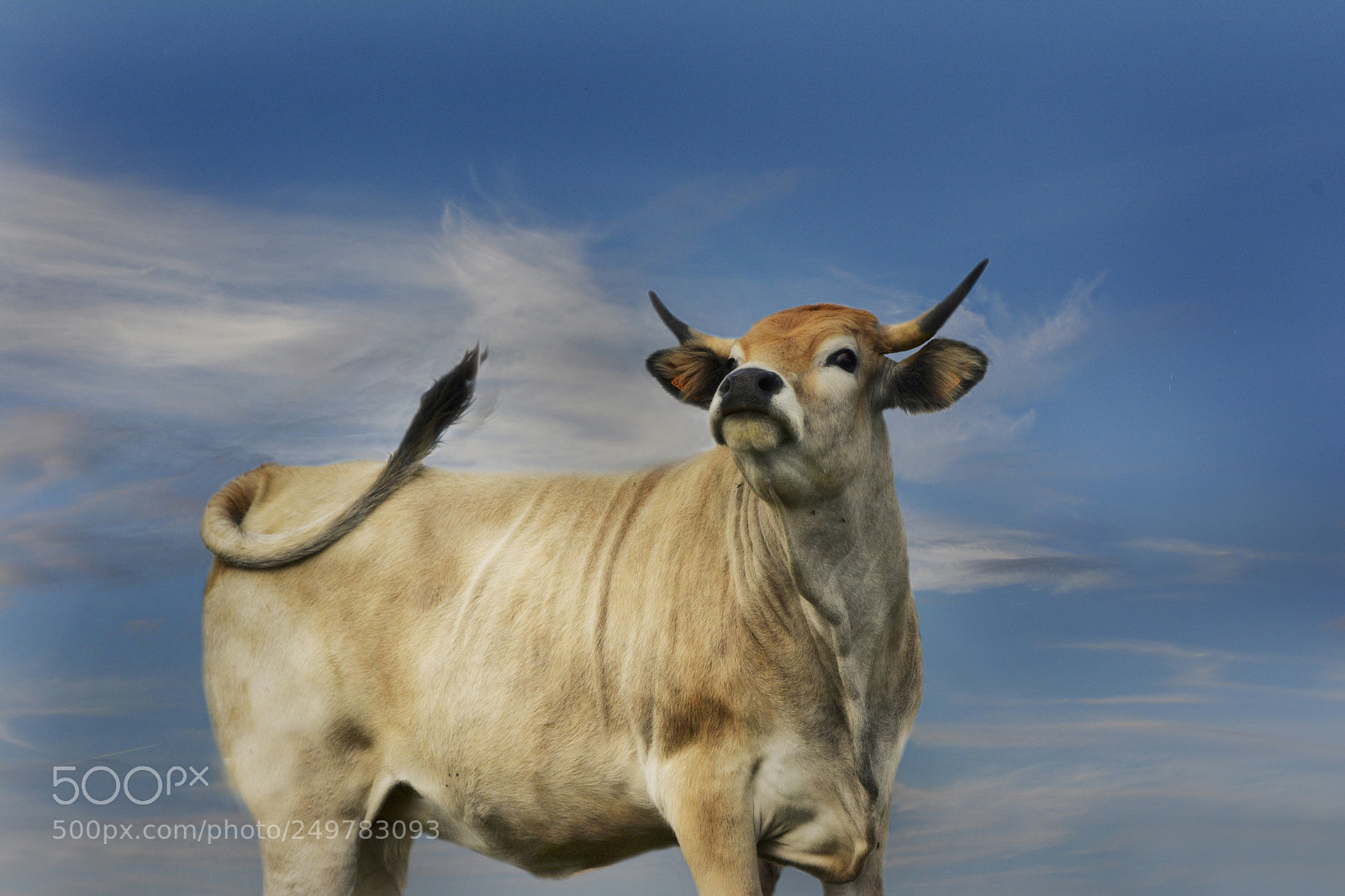 Nikon D7100 sample photo. Cow photography