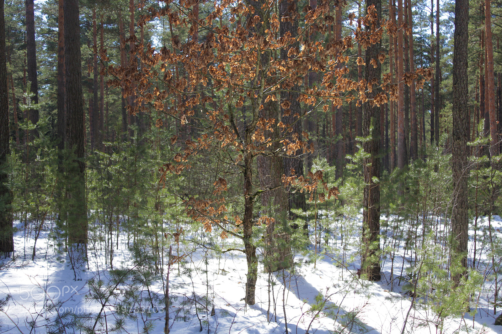 Canon EOS 1200D (EOS Rebel T5 / EOS Kiss X70 / EOS Hi) sample photo. Sunlight in a pine photography