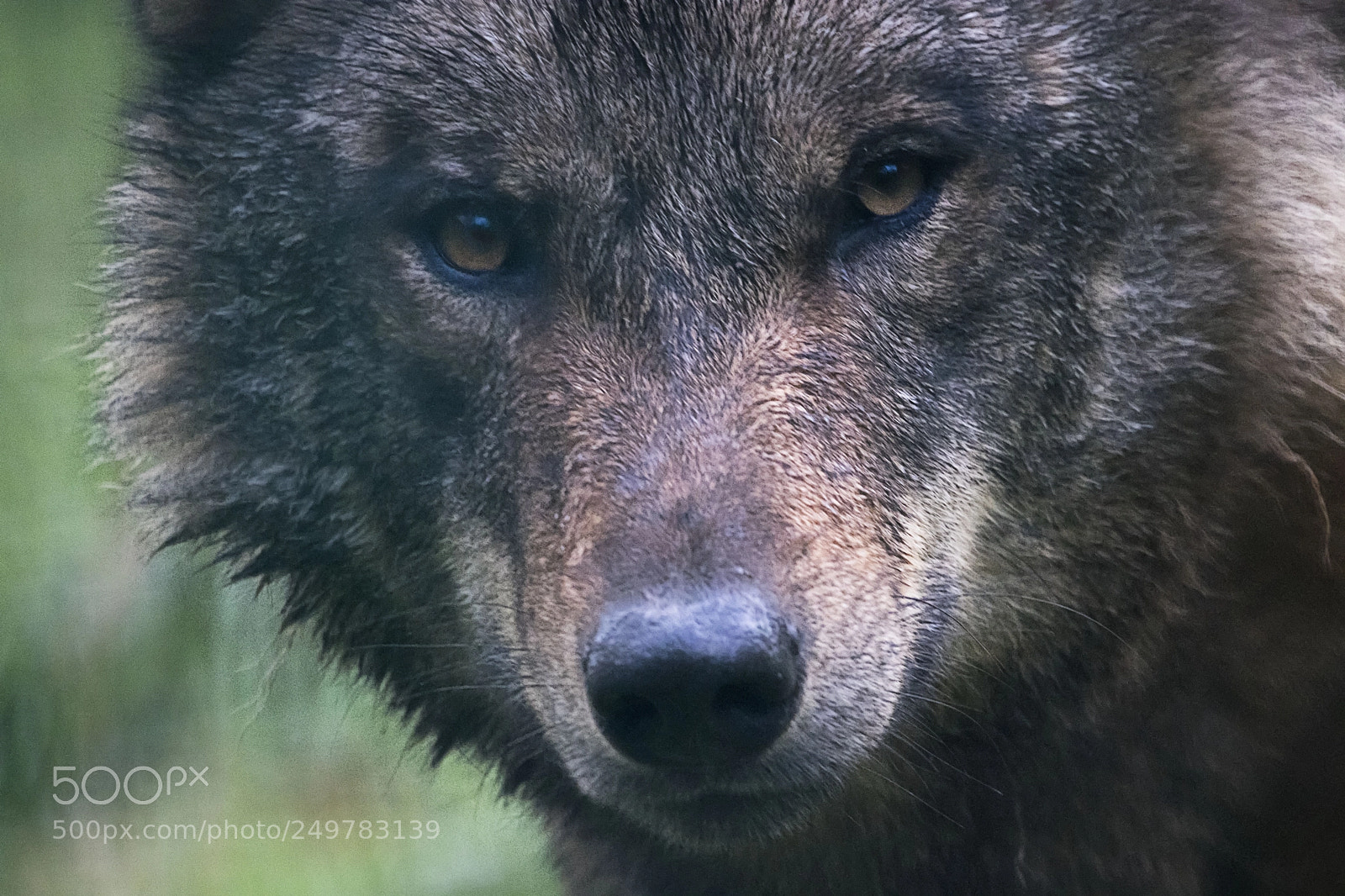Canon EOS 80D sample photo. Lobo - wolf photography