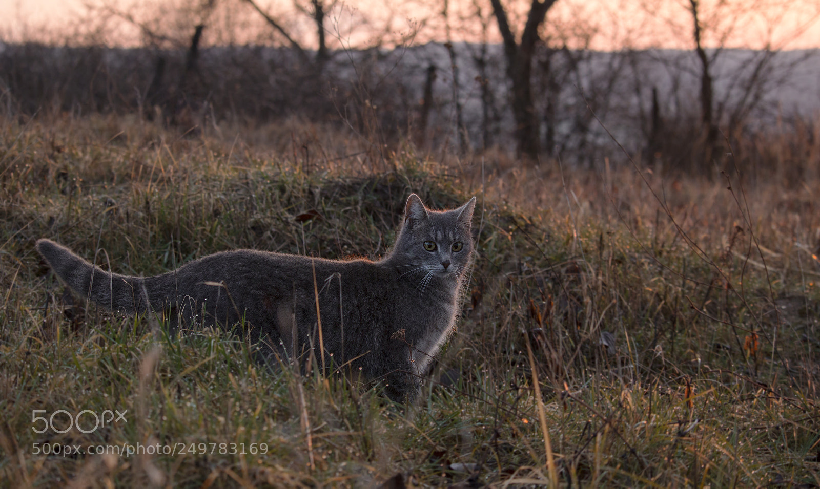 Canon EOS 70D sample photo. Evening walk photography