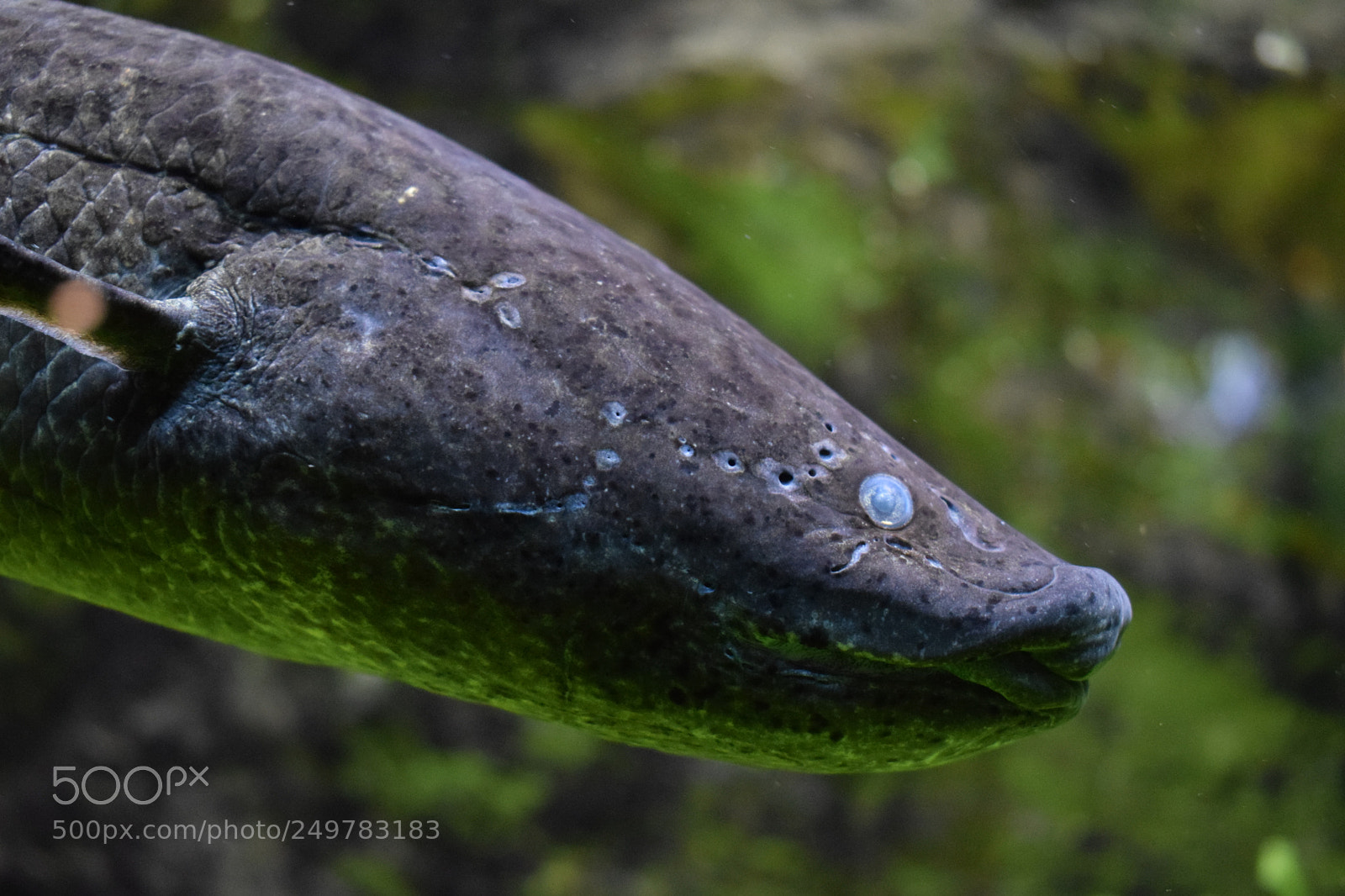 Nikon D3300 sample photo. Tete de murene aquarium photography