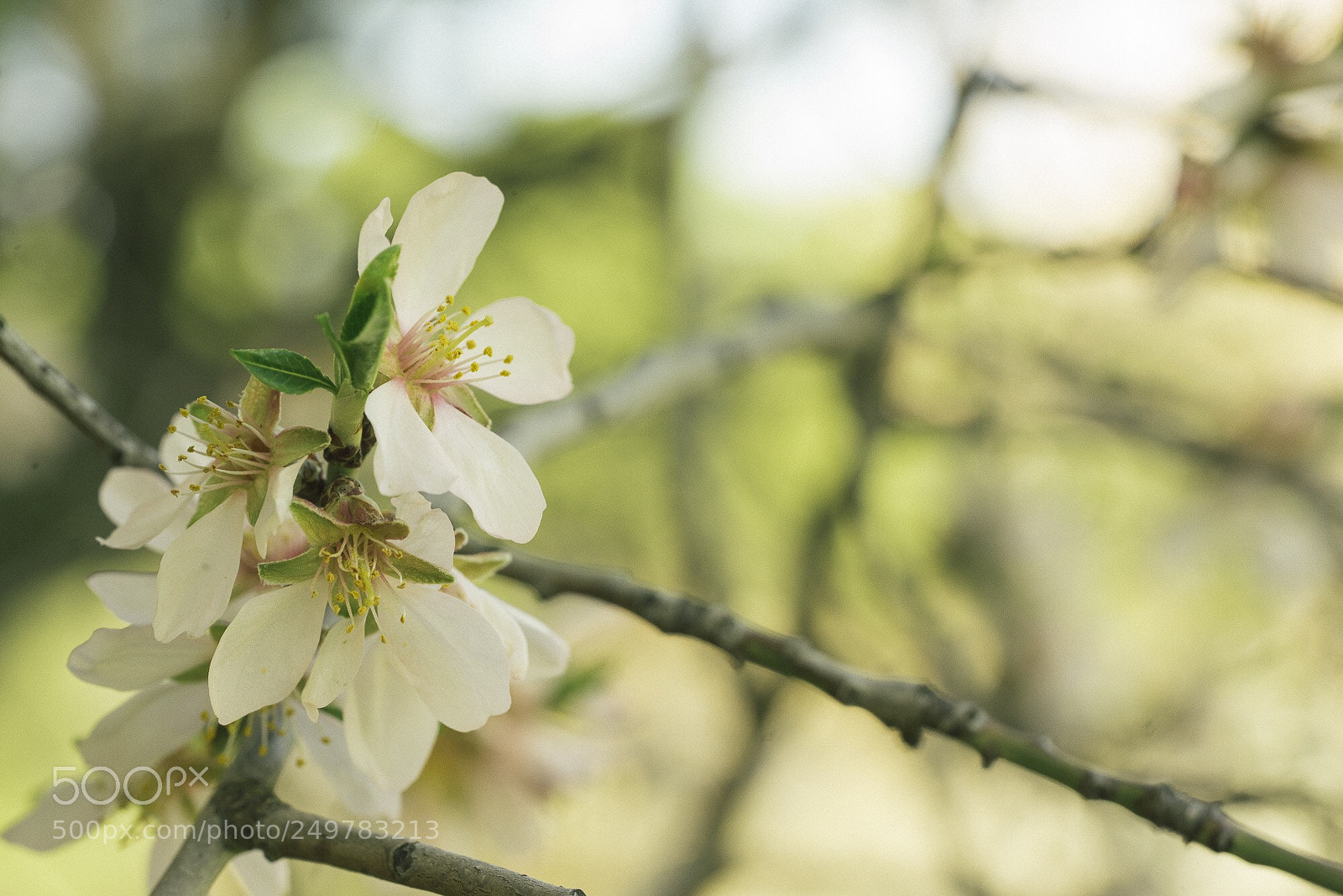 Sony a7R sample photo. Almendros en flor photography