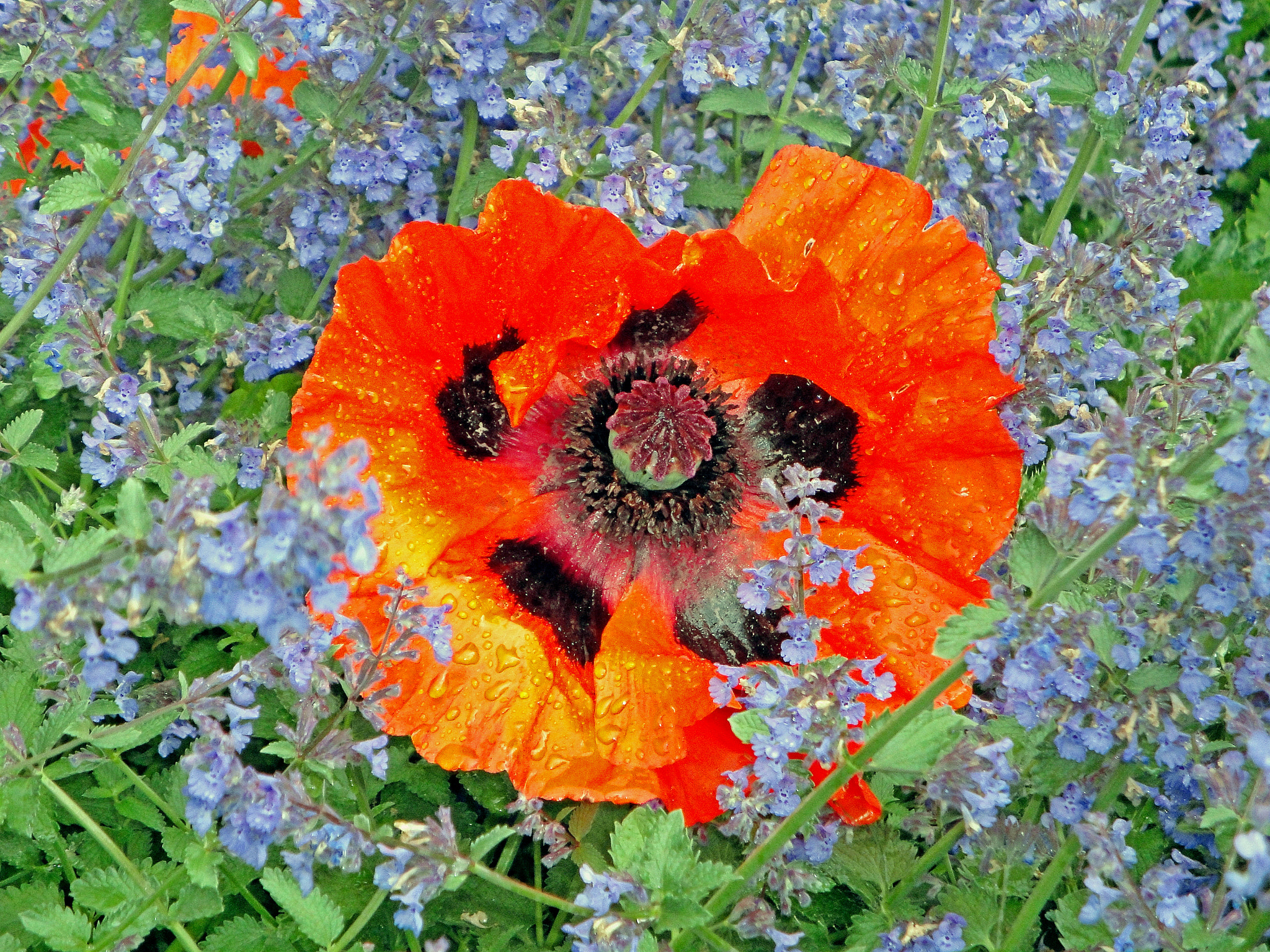 Sony Cyber-shot DSC-W290 sample photo. Poppy in blue photography