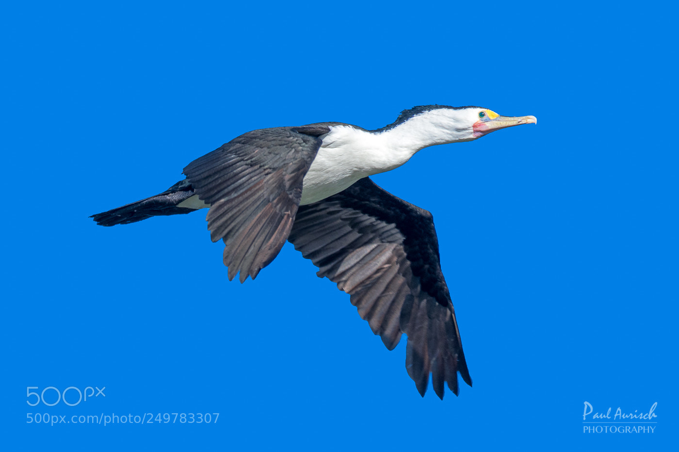 Nikon D500 sample photo. Pied cormorant photography