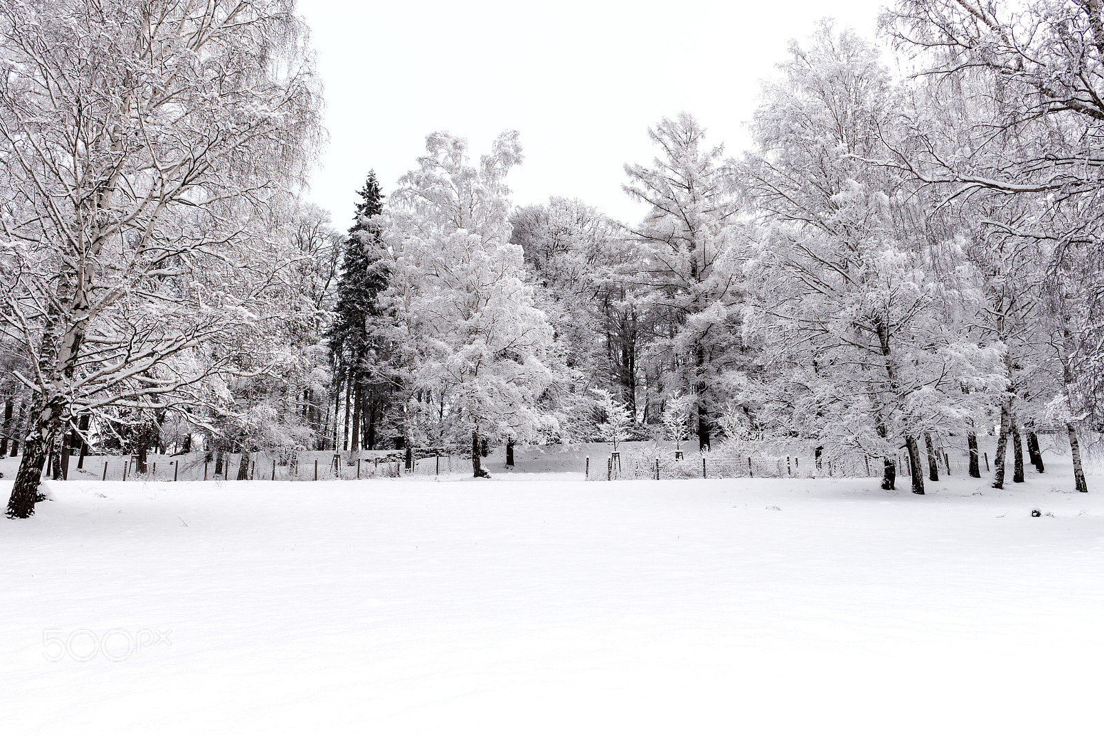 Canon EOS 700D (EOS Rebel T5i / EOS Kiss X7i) sample photo. Winter mountain trees on photography