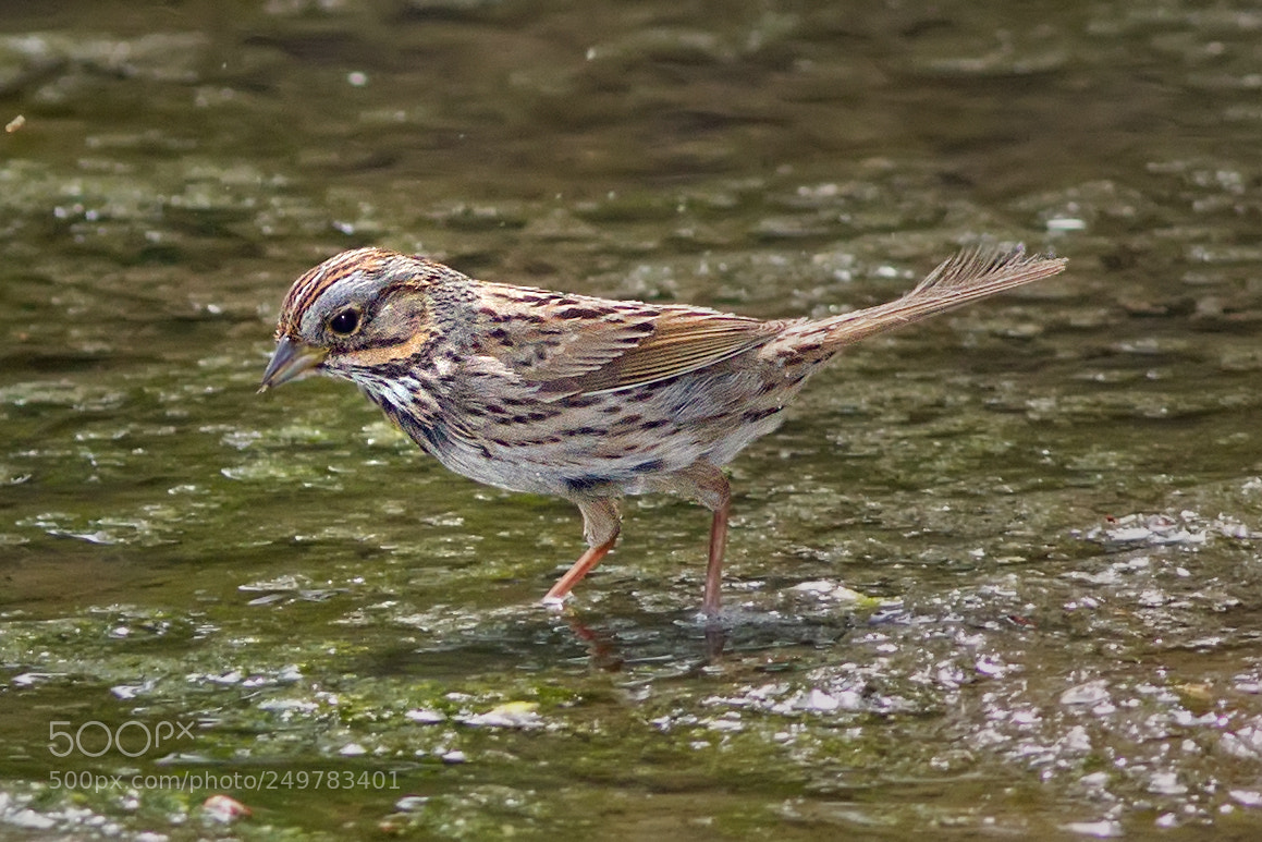 Canon EOS-1D Mark IV sample photo. Lincoln's sparrow 2271 photography