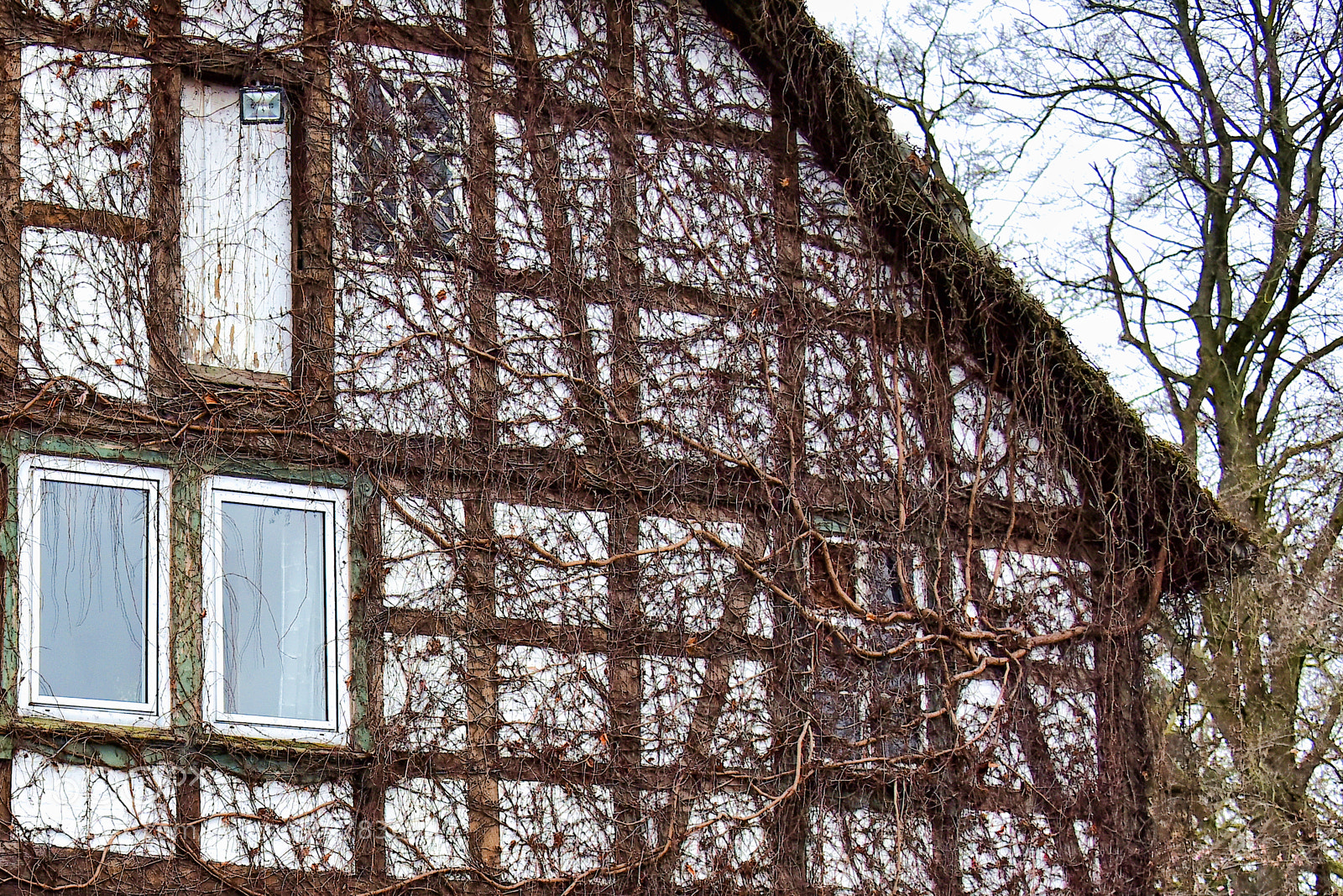 Nikon D810 sample photo. The vines house photography