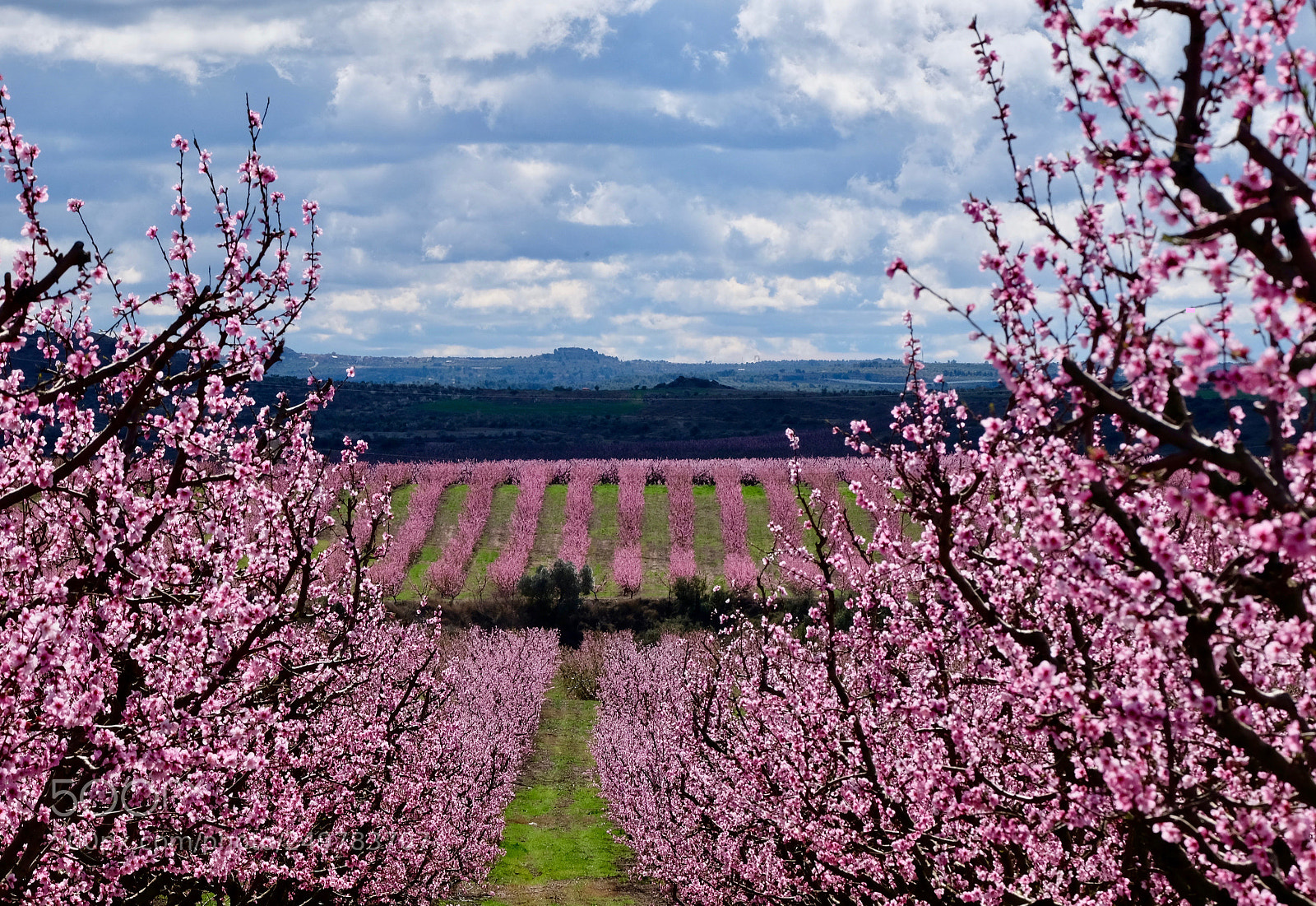 Fujifilm X-T10 sample photo. Peaches for the summer photography